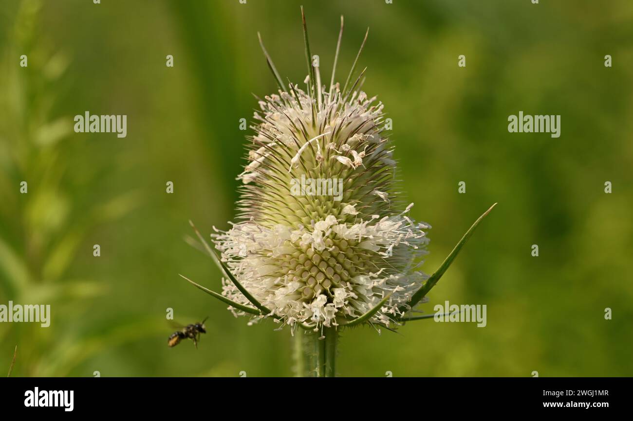 Die Wildbiene bestäubt und befruchtet die Blüten der Cutleaf Teasel (Dipsacus laciniatus), Ungarn, Tokaj Stockfoto