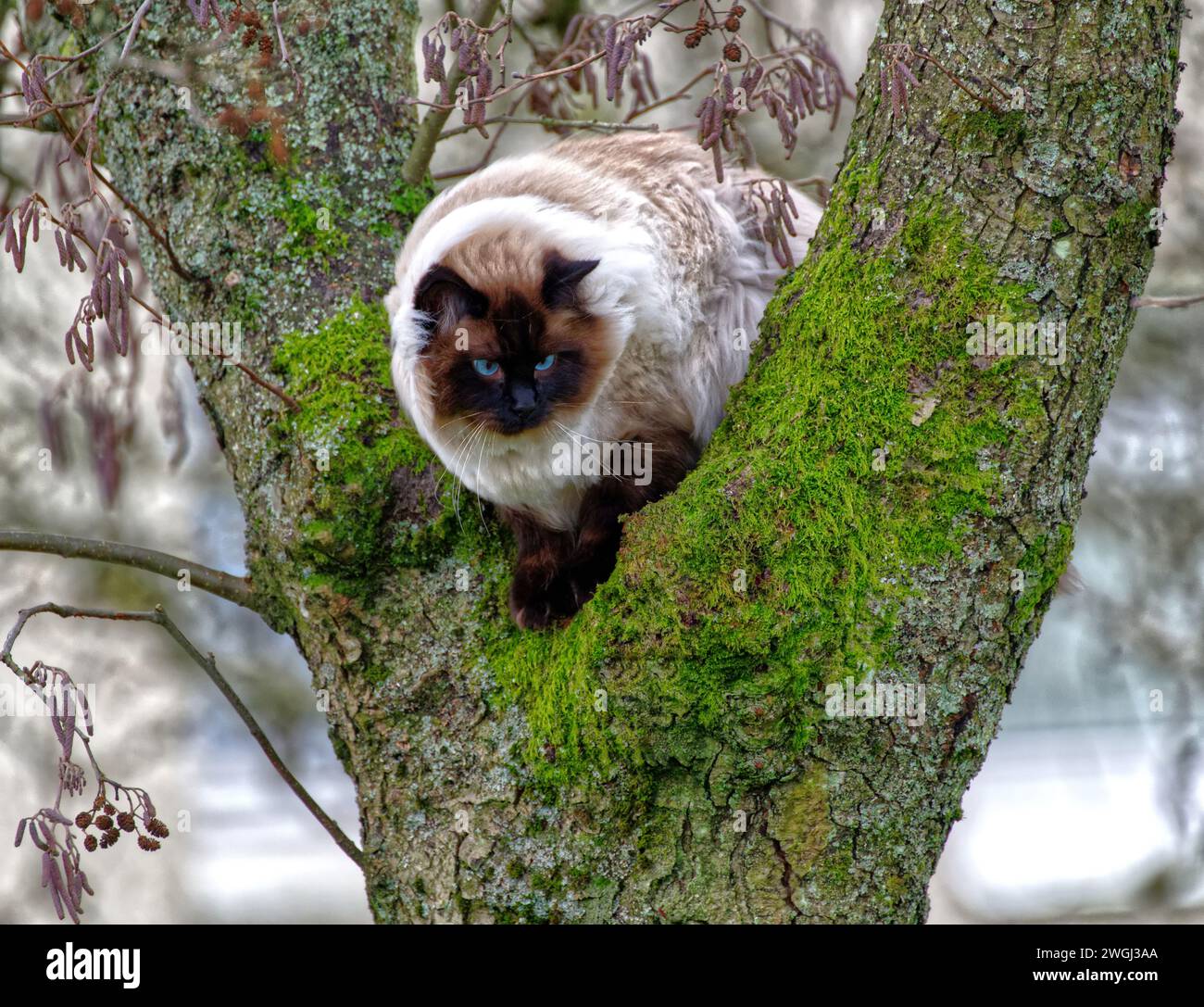 Ragdoll Katze Stockfoto