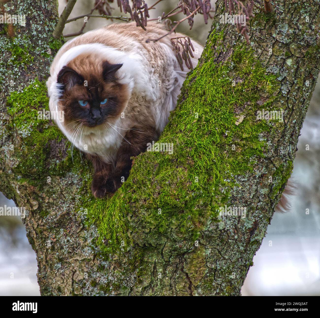Ragdoll Katze Stockfoto