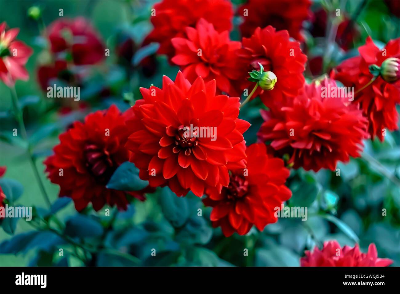 Üppig grüne Stiele umgeben leuchtend rote Dahlienblüten Stockfoto