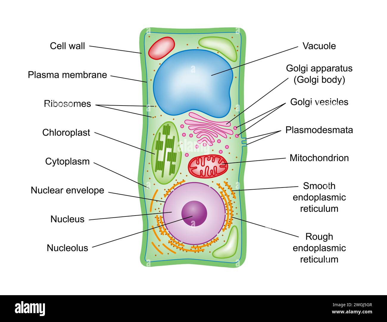 Pflanzenzellenstruktur, Querschnitt, mit Legende. Schematische Darstellung der Bestandteile von Pflanzenzellen, photosynthetische Eukaryoten, mit technischen Begriffen. Stockfoto