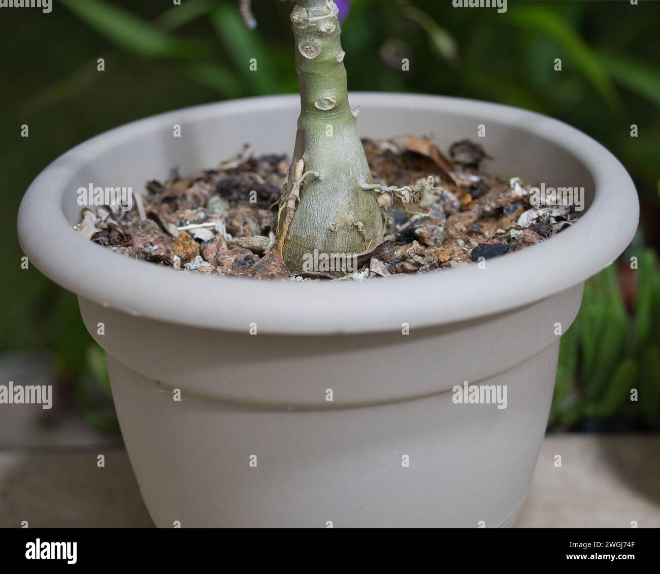 Nahaufnahme der Dessert Rose Treppe in Vase mit Pubbles Stockfoto