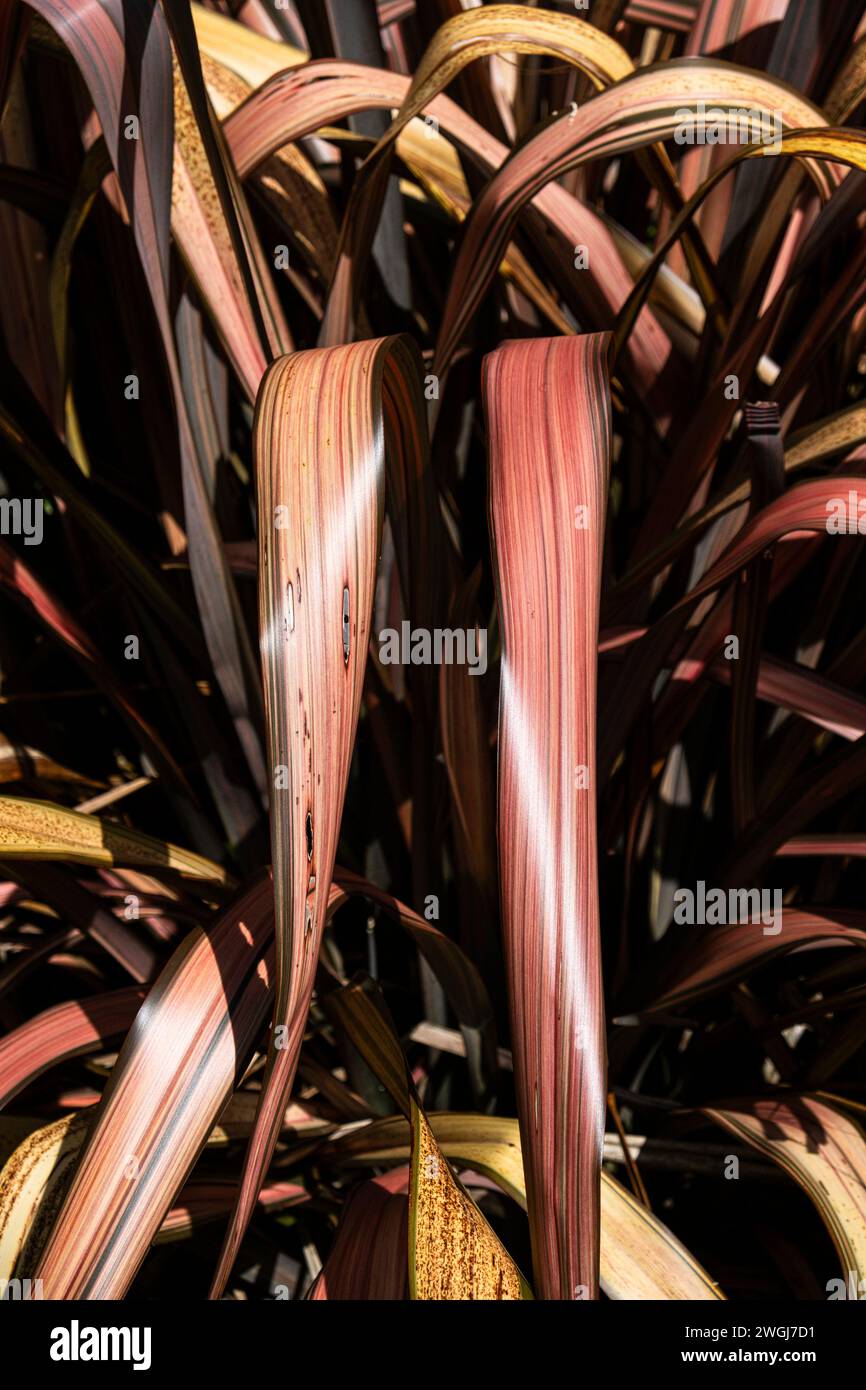 Die Blätter einer Phormium Bronze Warrior Phormium tenax purpureum New Zealand Flachs Pflanze, die in einem Garten in Newquay in Cornwall in Großbritannien wächst. Stockfoto