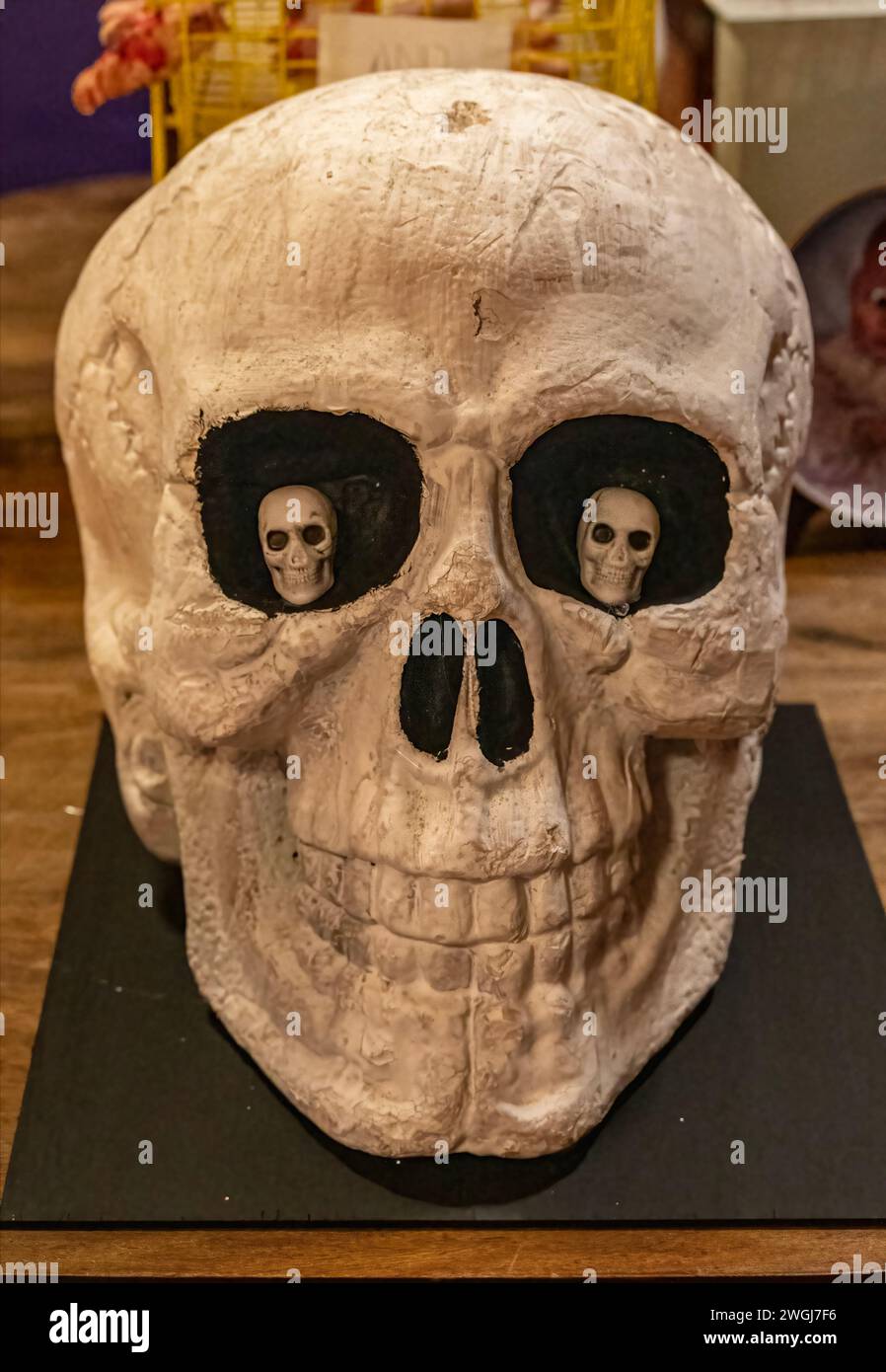 Ungewöhnlicher Skelettschädel mit zwei Mini-Skelettköpfen in der Augenhöhle. Stockfoto