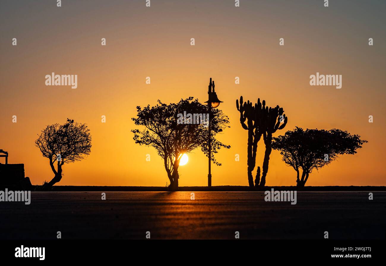 Silhouette Bäume bei Sonnenaufgang an der Strandpromenade in Puerto Del Carmen, Lanzarote, Kanarischen Inseln, Spanien. Stockfoto