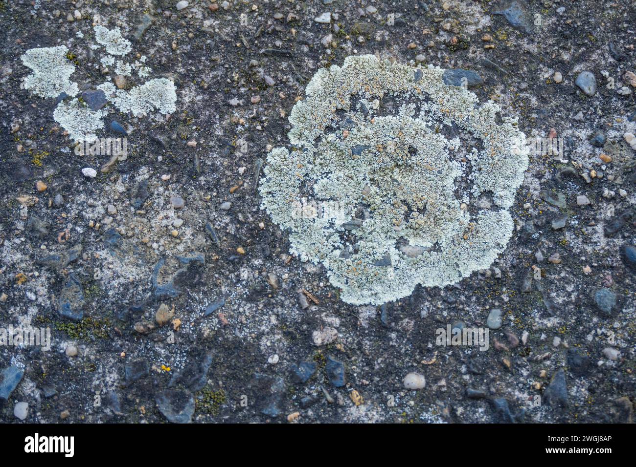 Alter Ziegelblock mit schmutzigem Schimmel auf dem Gehweg. Strukturierter Hintergrund Stockfoto