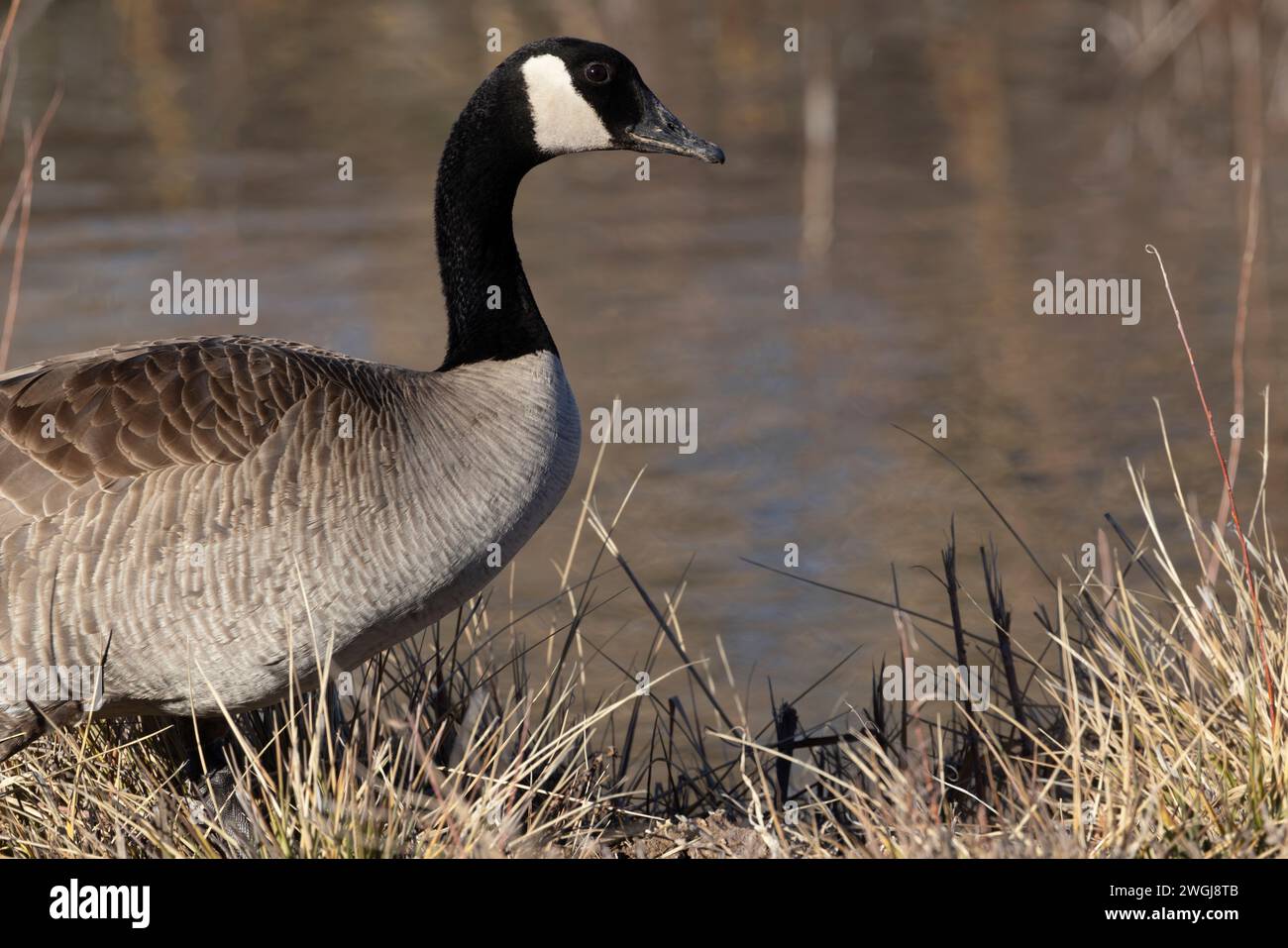 Kanada-Gänse in natürlicher Umgebung Porträt Überwinterung im Bosque del Apache National Wildlife Refuge in New Mexico, USA Stockfoto