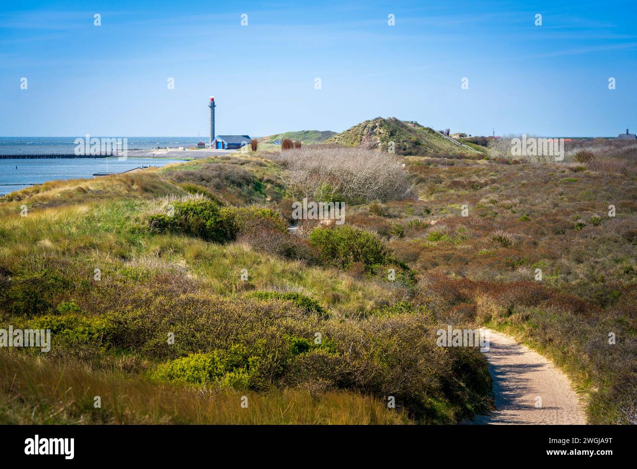 Ein gewundener Pfad schlängelt sich an einem klaren blauen Himmel durch die grasbewachsenen Dünen entlang der Küste in der Nähe von Westkapelle und bietet eine ruhige Reise in die Natur Stockfoto