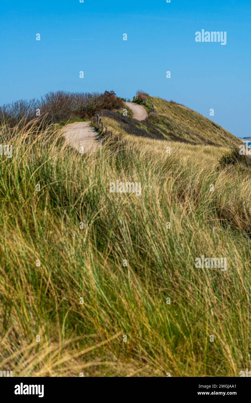 Der gewundene Pfad führt an einem klaren blauen Himmel durch die grasbewachsenen Dünen an der Küste nahe Westkapelle. Die Schönheit der Natur entfaltet sich, wenn sich der Weg schlängelt Stockfoto