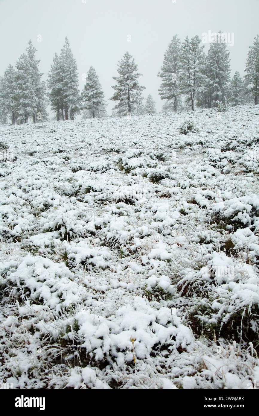 Schneesturm, Fremont National Forest, Oregon Stockfoto