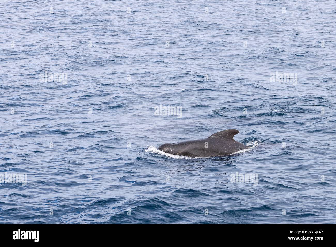 Der glänzende Rücken eines erwachsenen Grindwals durchbricht die gemusterte Oberfläche des Meeres und navigiert durch die nördlichen Gewässer nahe Andenes Stockfoto