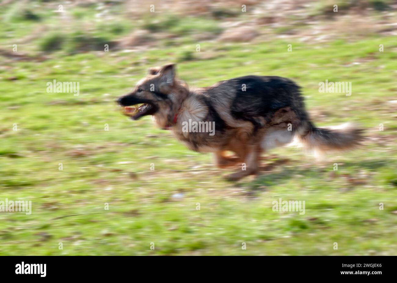 Schäferhund läuft mit Gummiring im Mund, der Bewegungsunschärfe zeigt Stockfoto