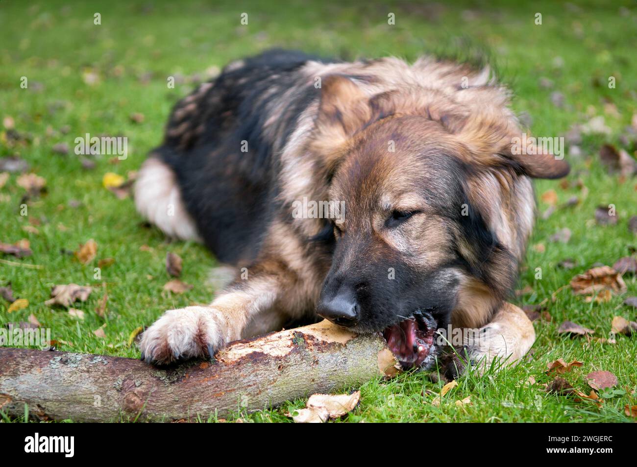Deutscher Schäferhund, der große Stock oder kleine Baumstämme in Schottland mit Herbstlaub kaut Stockfoto