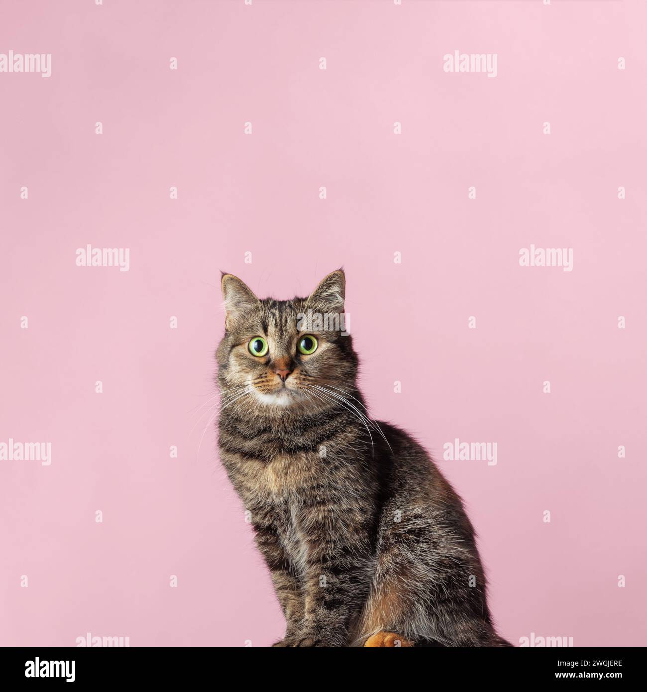 Schöne Tabbykatze mit grünen Augen auf rosa Hintergrund. Die Katze schaut direkt in die Kamera. Minimalismus. Stockfoto