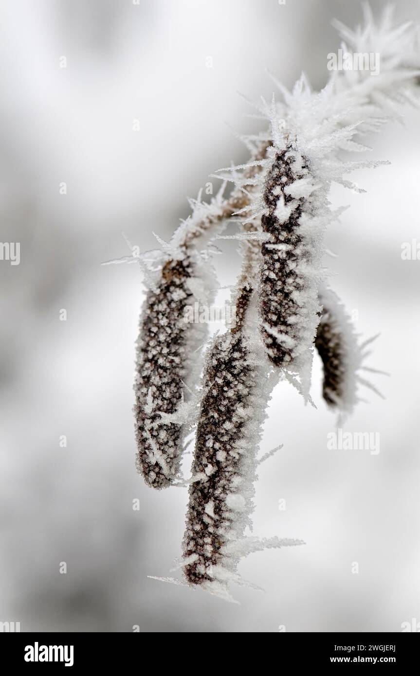 Nahaufnahme der winterlichen Szene mit stacheligem Raureif auf einer gefrorenen Katzenpflanze mit Eiskristallen aus Bristol, Großbritannien Stockfoto