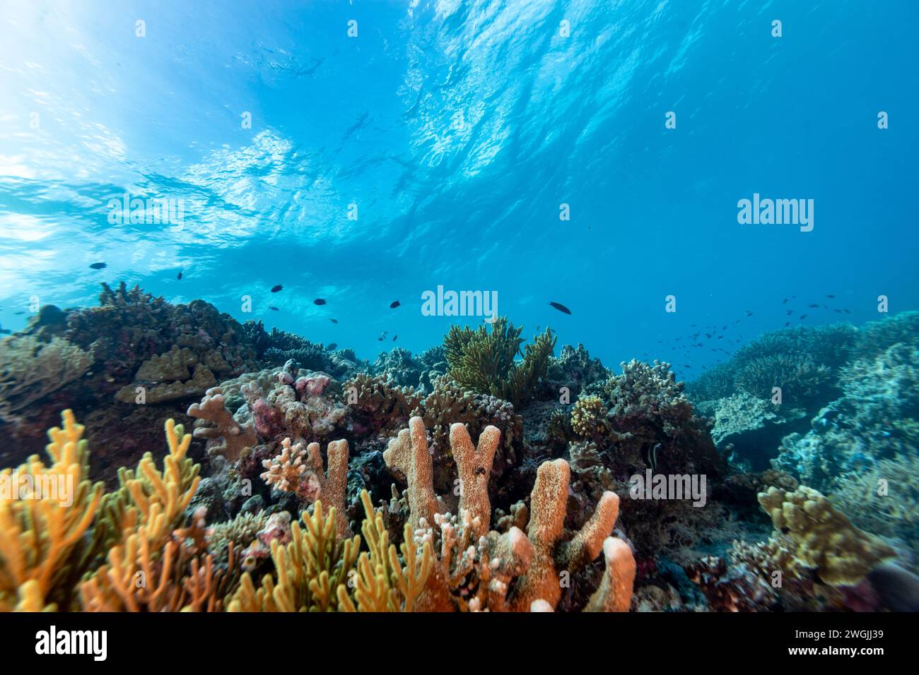 Gesunde Korallenrifflandschaft mit verschiedenen Hart- und Weichkorallen Stockfoto