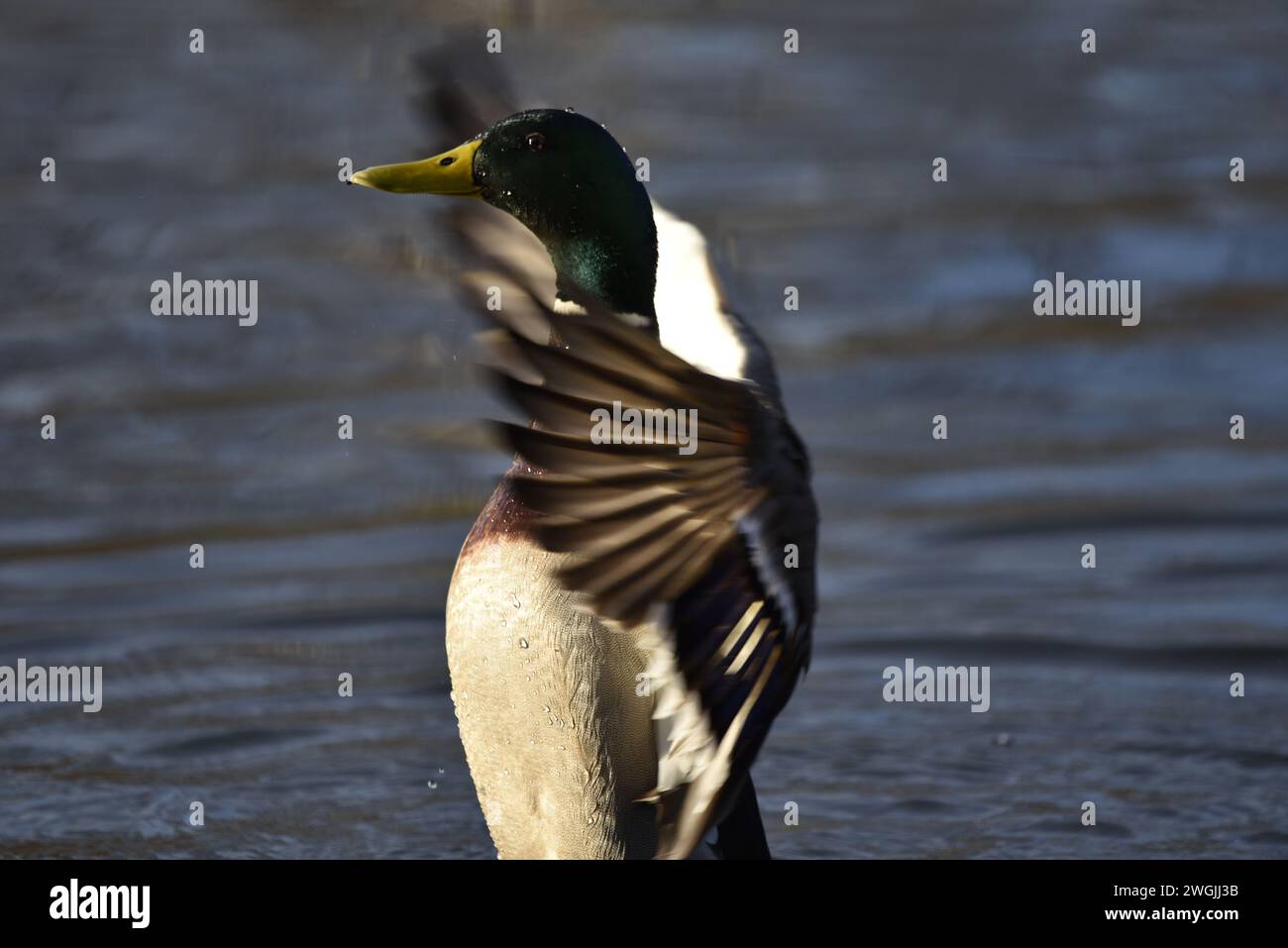 Sonnendurchflutete Nahaufnahme eines Drake Mallard (Anas platyrhynchos), der im linken Profil mit Flügeln aufsteht und sichtbare Wassertropfen auf Kopf, Großbritannien Stockfoto