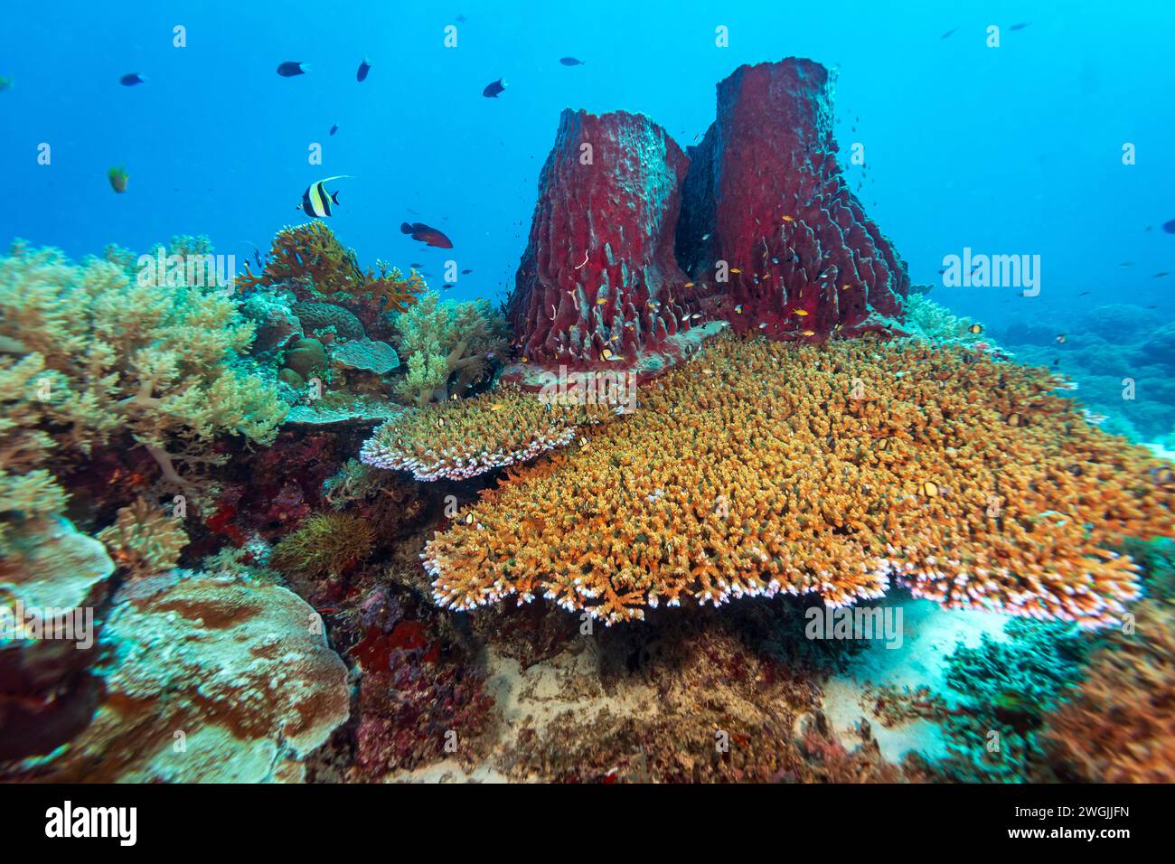 Gesunde Korallenrifflandschaft mit verschiedenen Hartkorallen Stockfoto