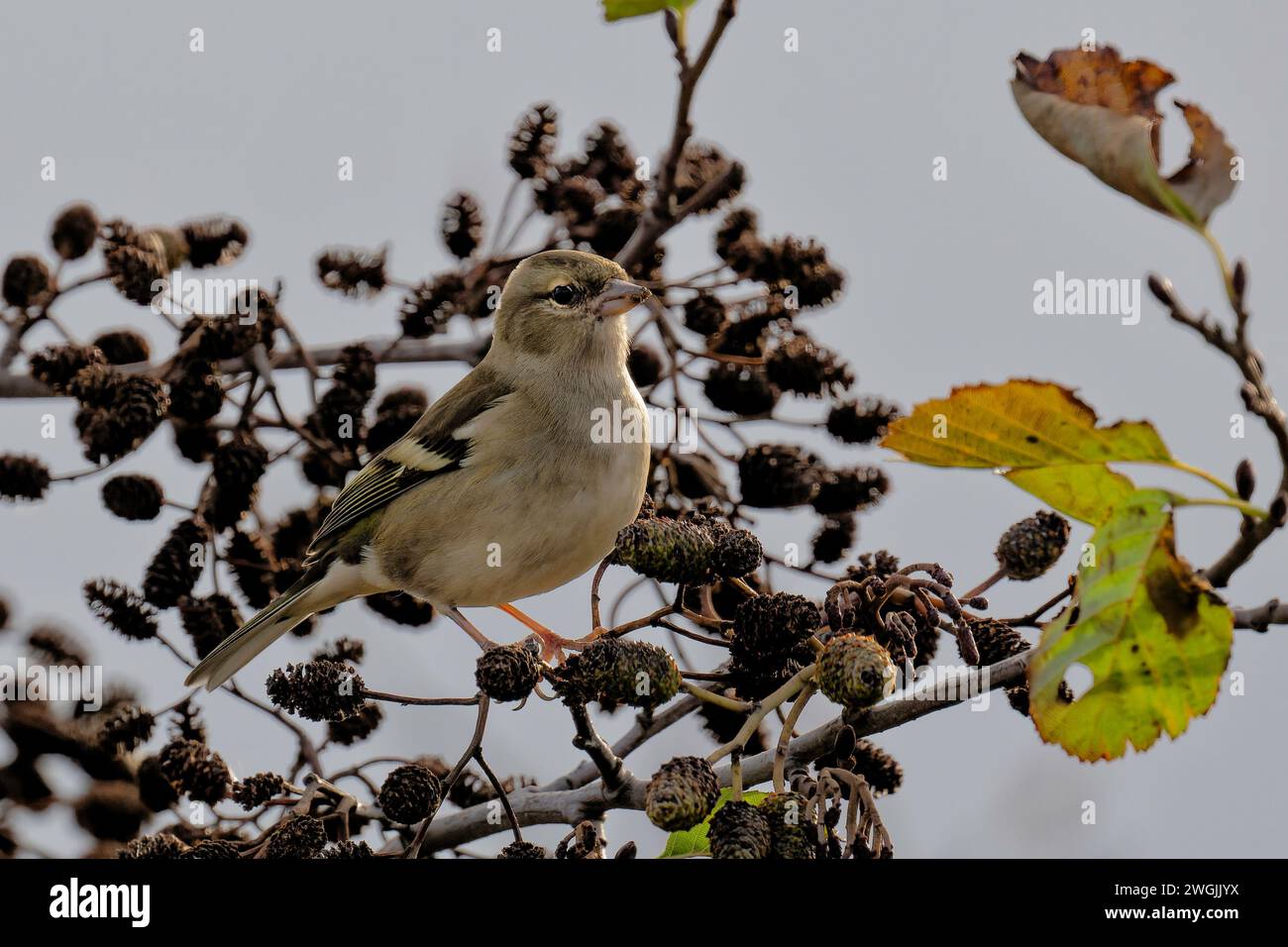 Eine weibliche Common Chaffinch Stockfoto
