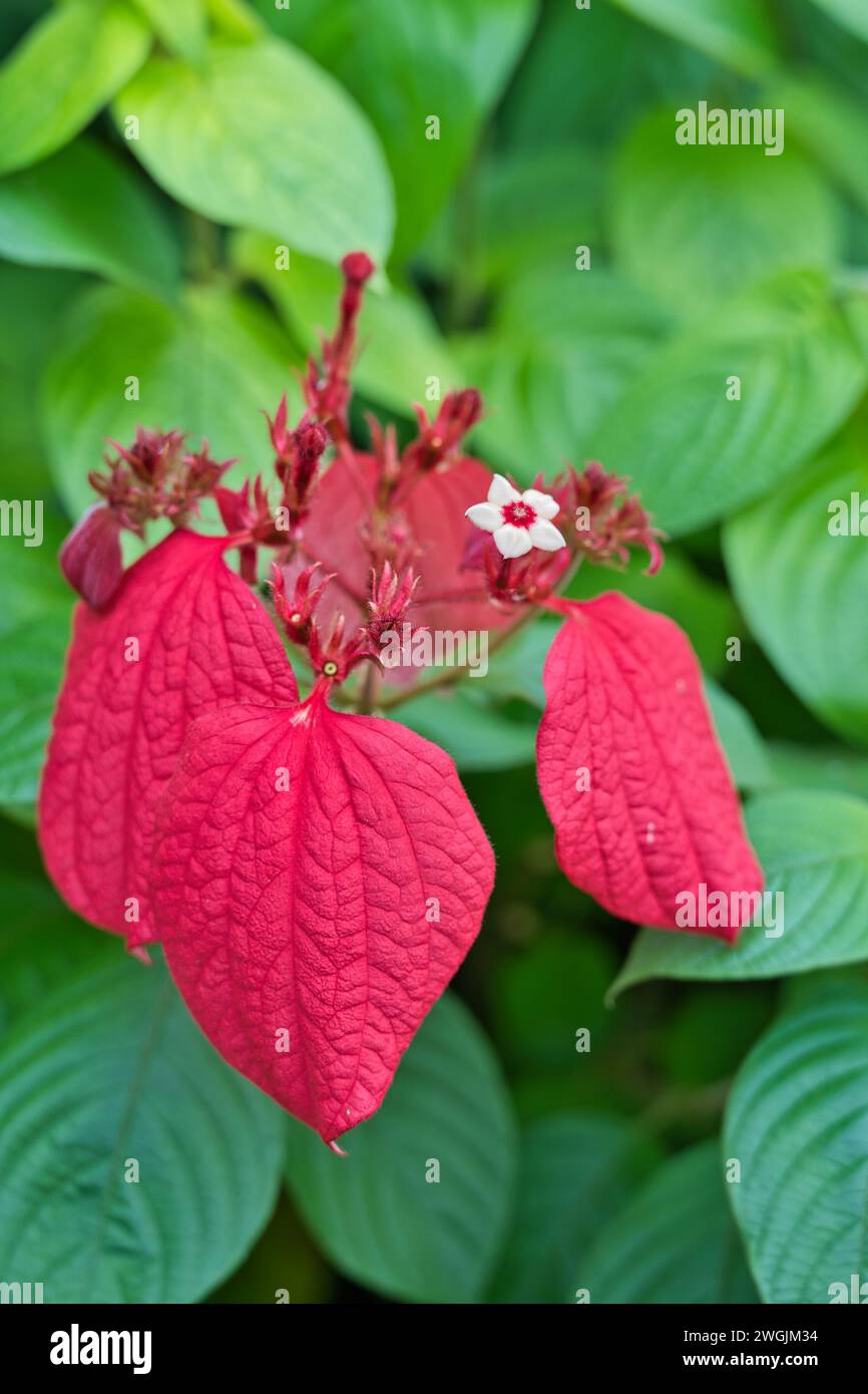 Mussaenda erythrophylla, auch bekannt als Ashanti Blood, Red Fahnenbusch und tropischer Hartholz, ist ein immergrüner westafrikanischer Sträucher, der sich im Inneren der Blume Ex befindet Stockfoto