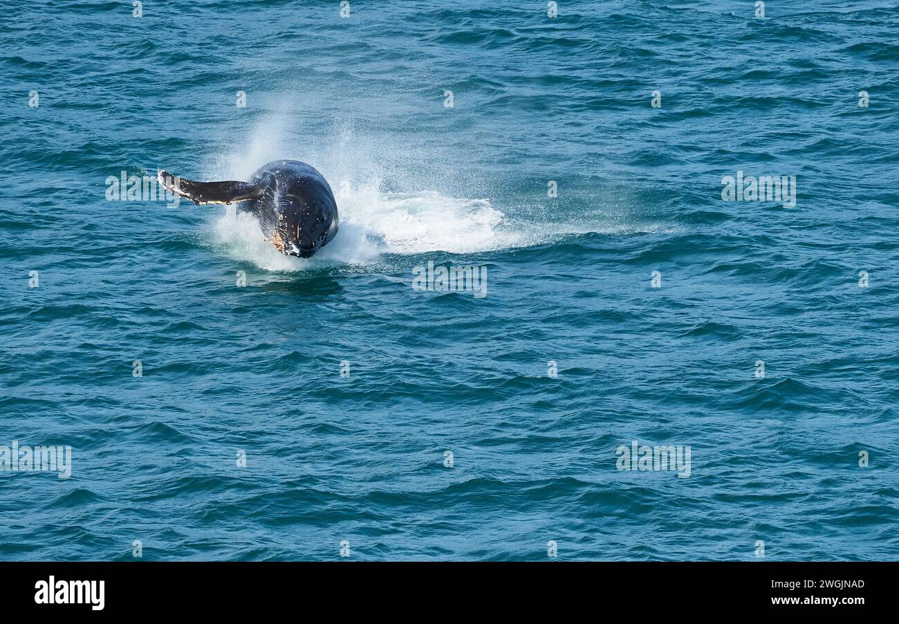 Verletzung der Buckelwal Stockfoto