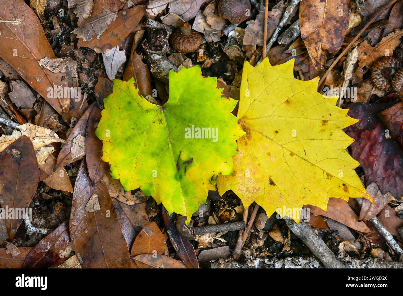 Herbst- und Herbstfarben der Natur in Nord-Zentral-Florida. Stockfoto
