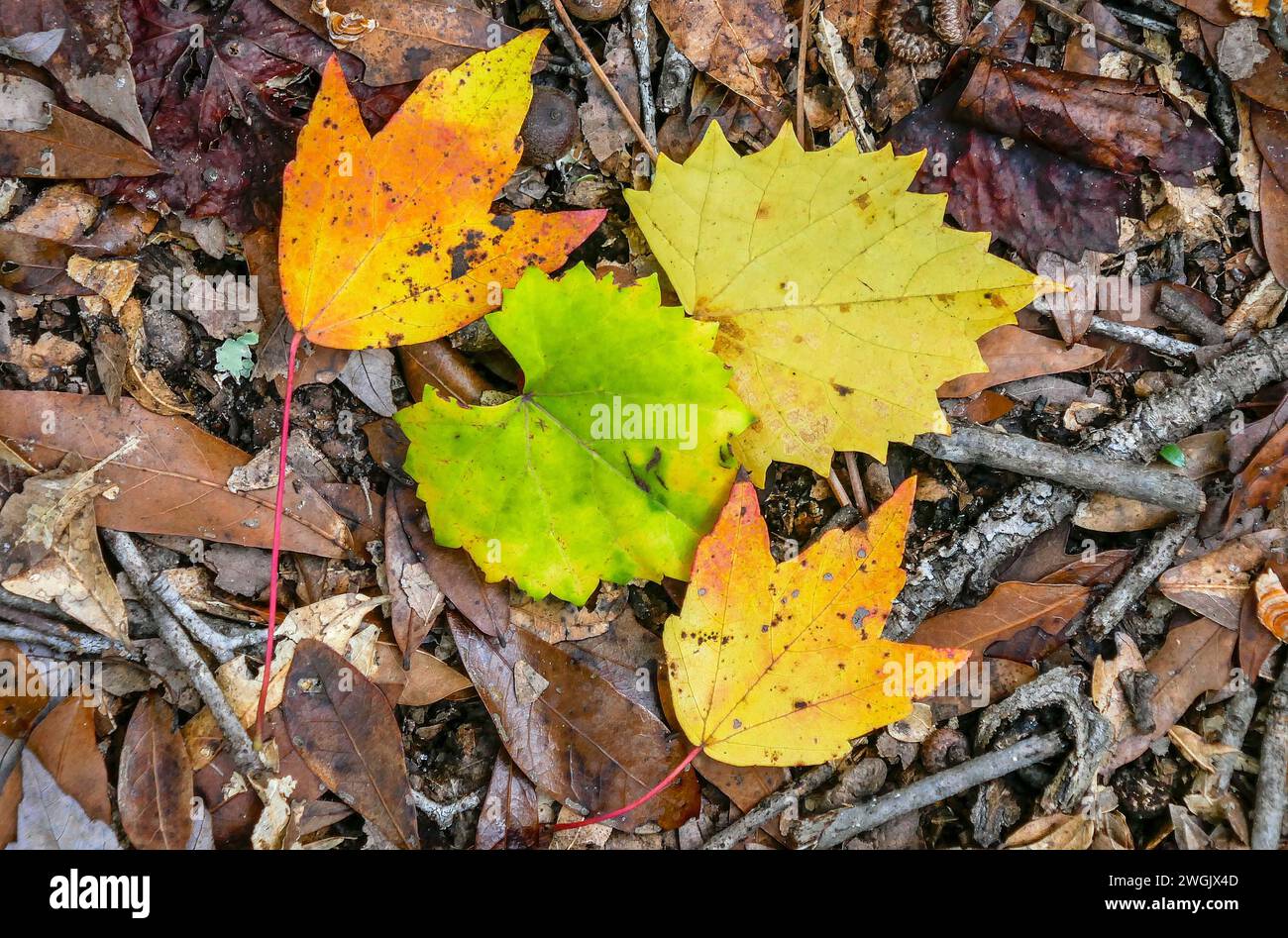 Herbst- und Herbstfarben der Natur in Nord-Zentral-Florida. Stockfoto