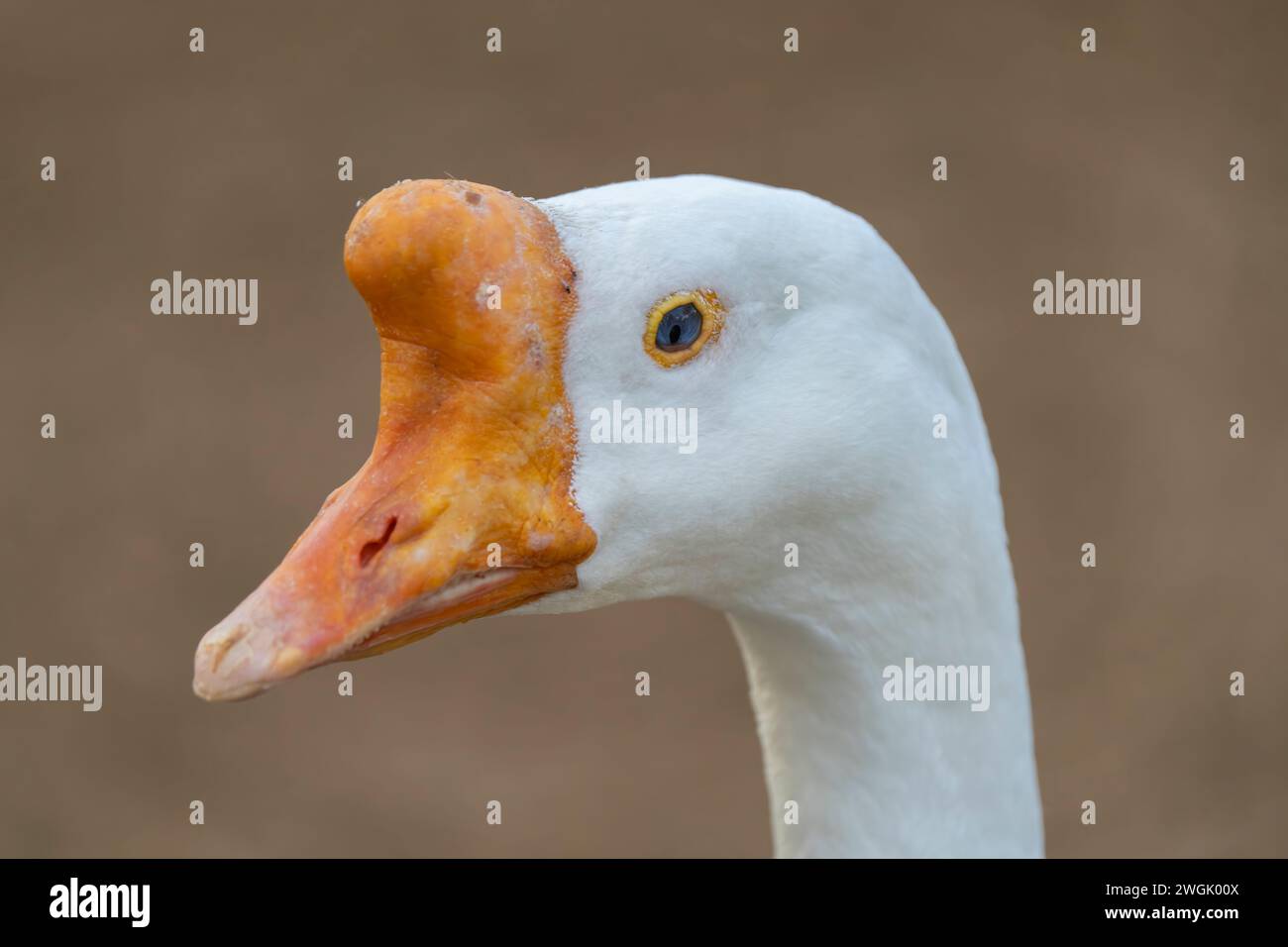 Eine Nahaufnahme einer Gans mit einem orangen Schnabel, der in die Ferne blickt. Stockfoto
