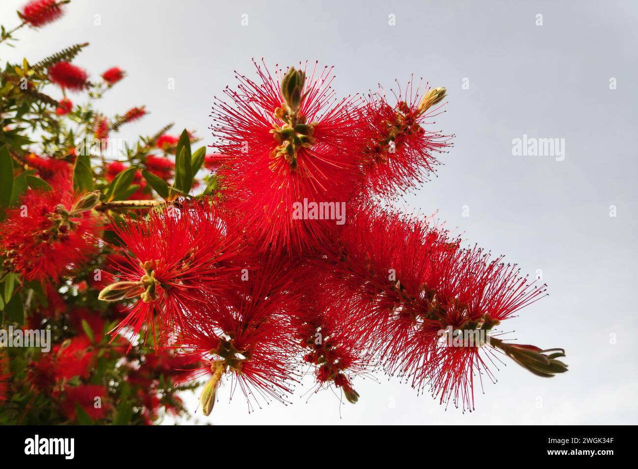 Melaleuca viminalis, auch bekannt als Trauerflaschenbürste oder Flussflaschenbürste, ist eine Pflanze aus der myrtle-Familie, Myrtaceae. Stockfoto