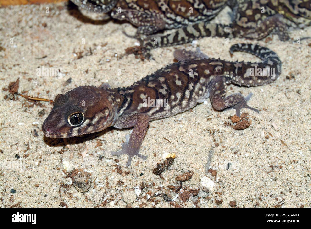 Ozelot-Gecko, Madagaskar-Ground-Gecko, madagassischer Fettschwanzgecko, Madagaskar-Großkopfgecko, Paroedura picta, madagaszkári tarka gekkó Stockfoto