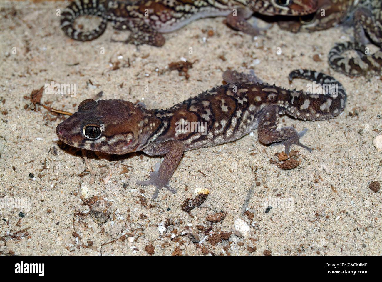 Ozelot-Gecko, Madagaskar-Ground-Gecko, madagassischer Fettschwanzgecko, Madagaskar-Großkopfgecko, Paroedura picta, madagaszkári tarka gekkó Stockfoto