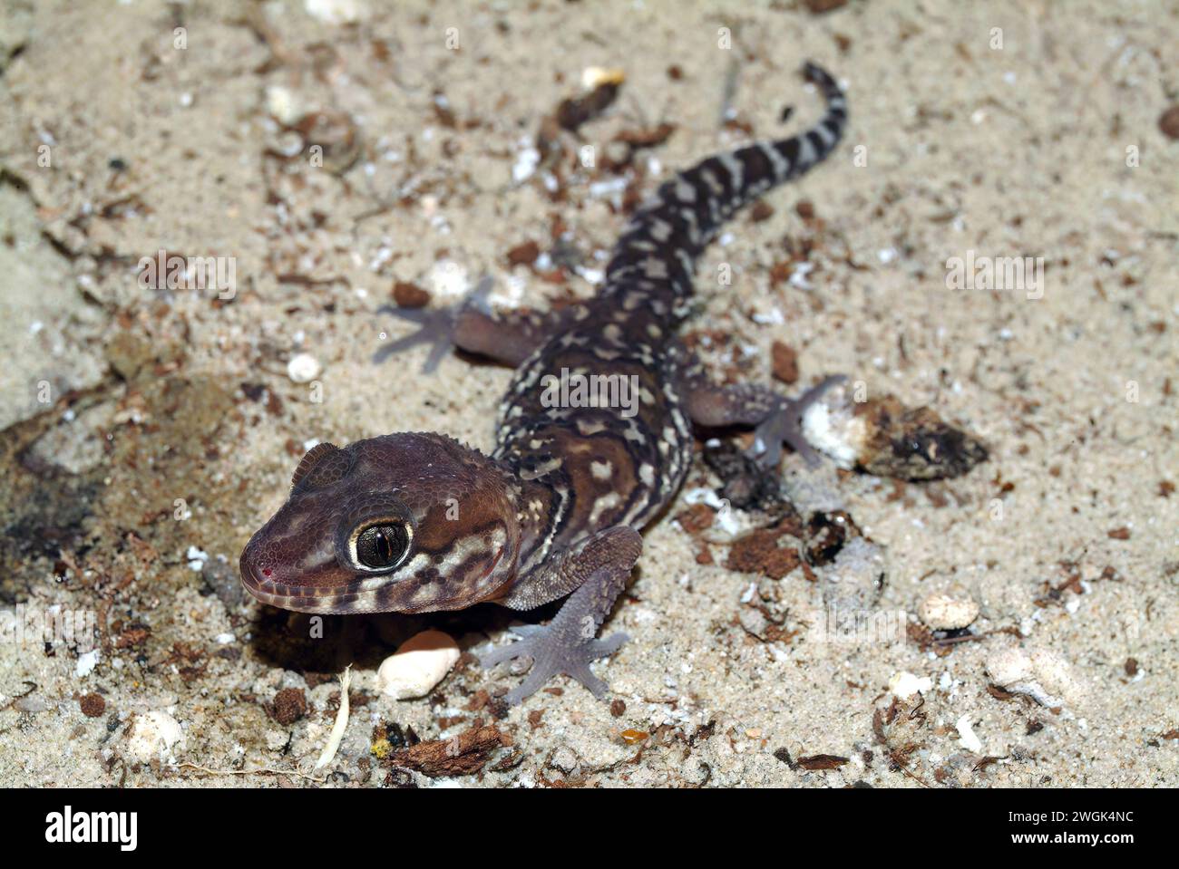 Ozelot-Gecko, Madagaskar-Ground-Gecko, madagassischer Fettschwanzgecko, Madagaskar-Großkopfgecko, Paroedura picta, madagaszkári tarka gekkó Stockfoto
