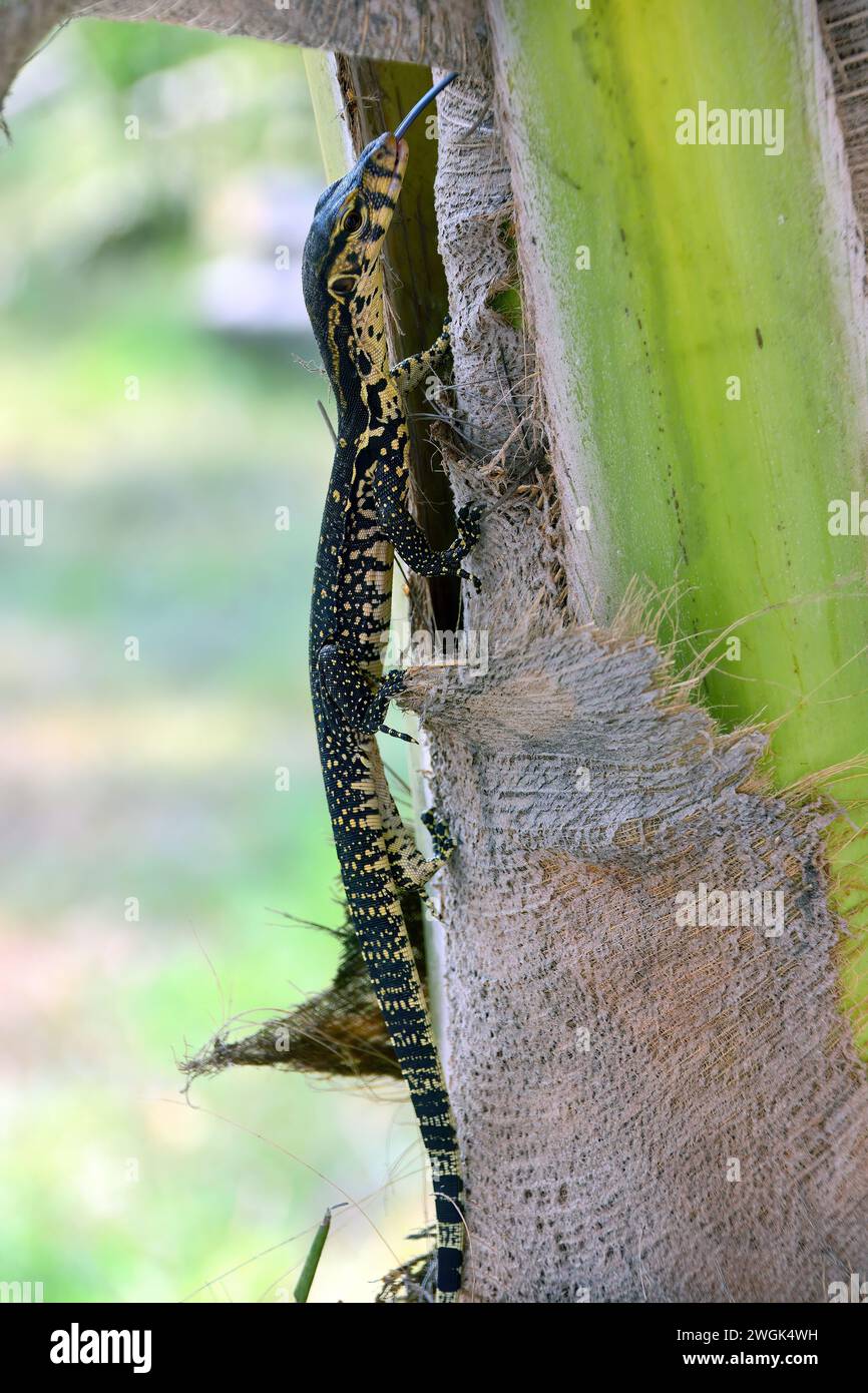 Asiatischer Wassermonitor, Bindenwaran, Varan malais, Varanus salvator bivittatus, Szunda-szigeteki szalagos varánusz, Gili Air, Indonesien, Asien Stockfoto