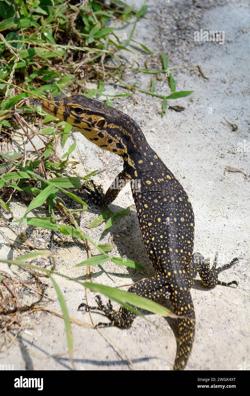 Asiatischer Wassermonitor, Bindenwaran, Varan malais, Varanus salvator bivittatus, Szunda-szigeteki szalagos varánusz, Gili Air, Indonesien, Asien Stockfoto
