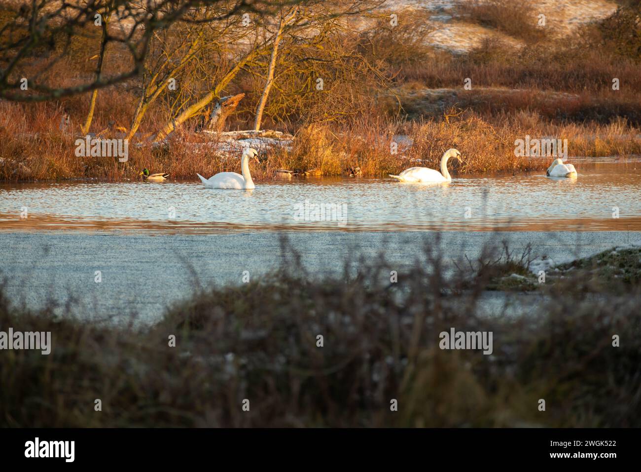 Drei Schwäne in einem Dünensee im North Holland Dune Reserve in Bergen aan Zee (Niederlande) an einem Wintermorgen. Stockfoto