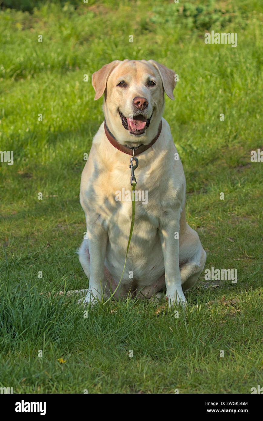 Niedlicher labrador-Retriever-Hund, der im Park spaziert. Beliebte Hunderasse. Haustiere. Nahaufnahme. Platz für Text. Stockfoto