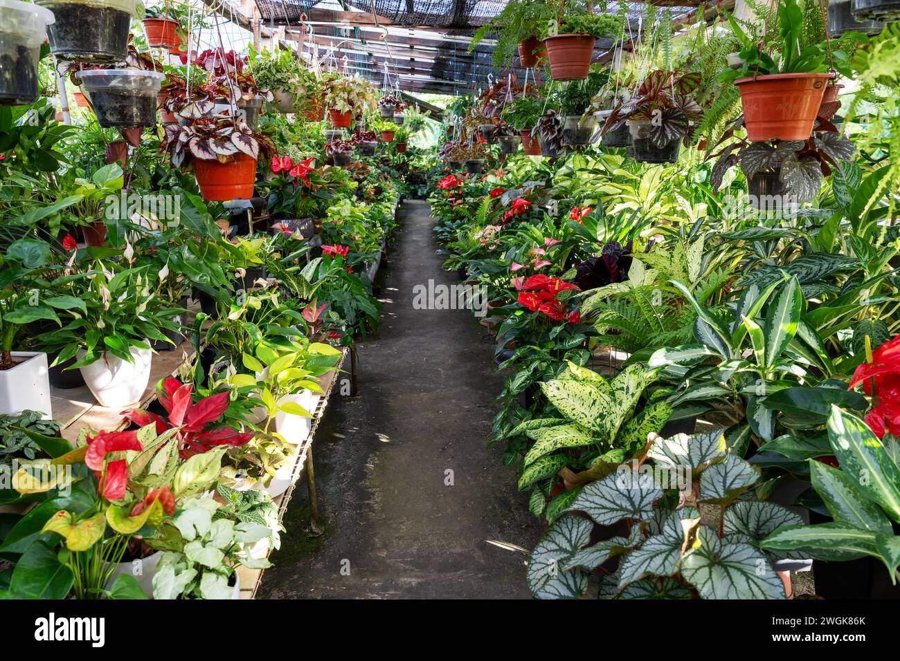 Blick auf den Blumengarten mit verschiedenen Pflanzen und Blumen Stockfoto
