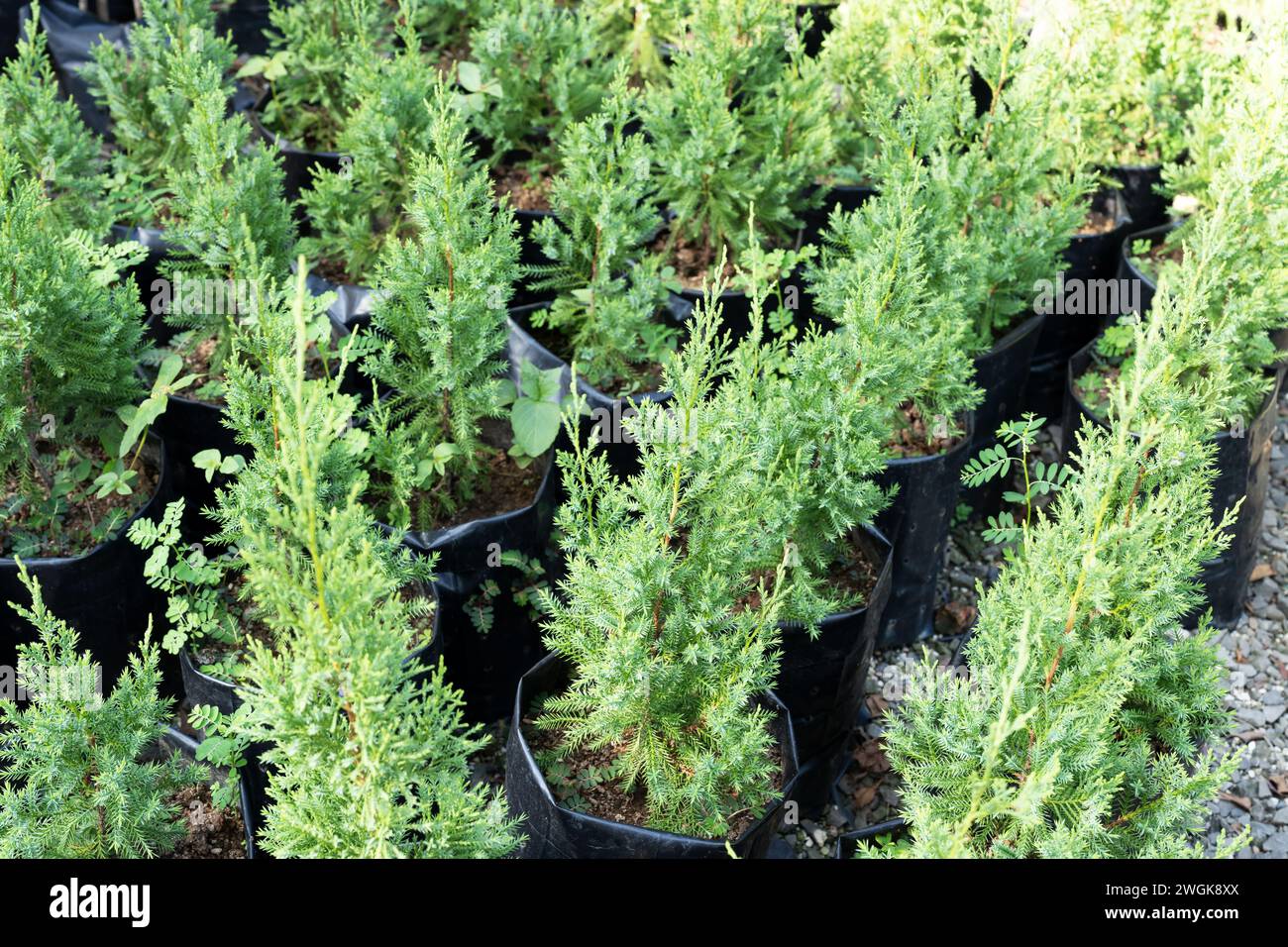 Grüne amerikanische arborvitae in einem Polyethylentopf Stockfoto