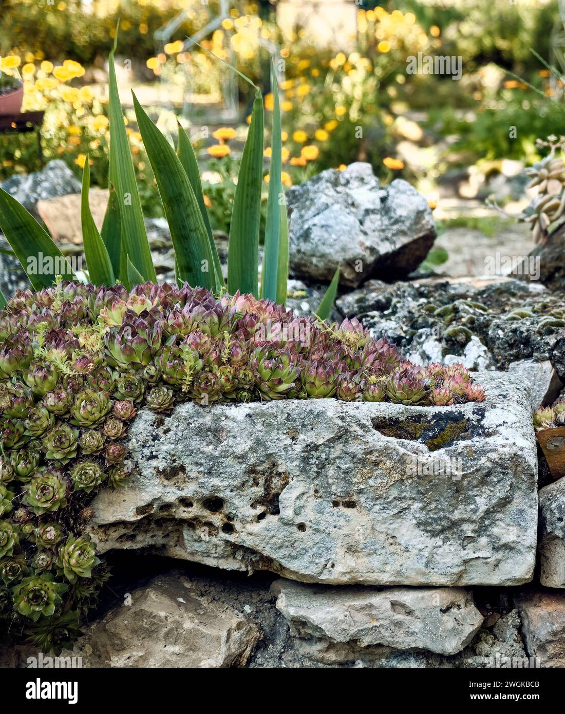 Ringelblumen (Calendula officinalis), Lilien (Iris) und Immortellen (Sempervivum) im Innenhof eines Stadthauses. Detailplan im Steinpflanzgefäß. Stockfoto