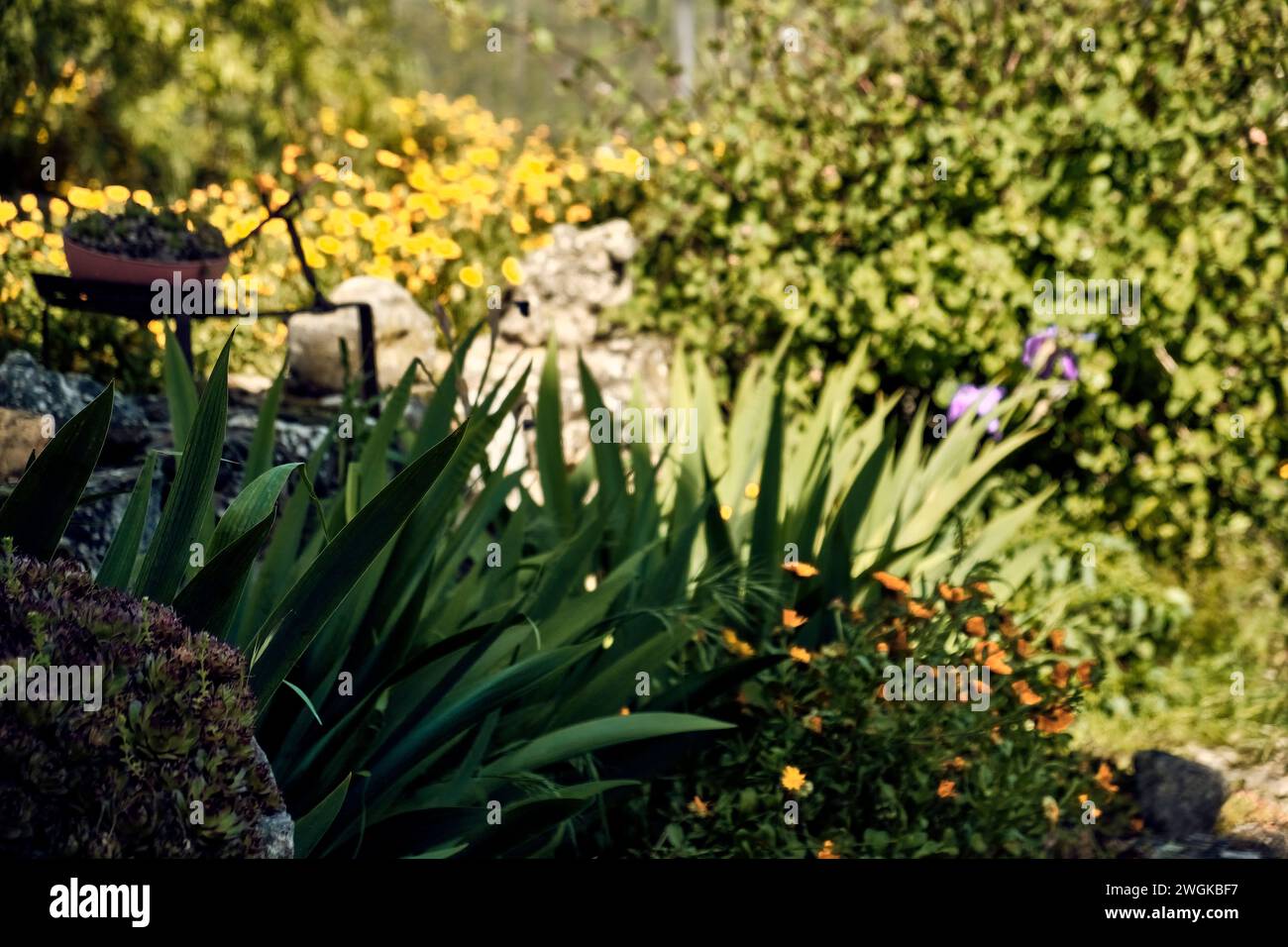 Ringelblumen (Calendula officinalis), Lilien (Iris) und Immortellen (Sempervivum) im Innenhof eines Stadthauses. Detailplan im Steinpflanzgefäß. Stockfoto