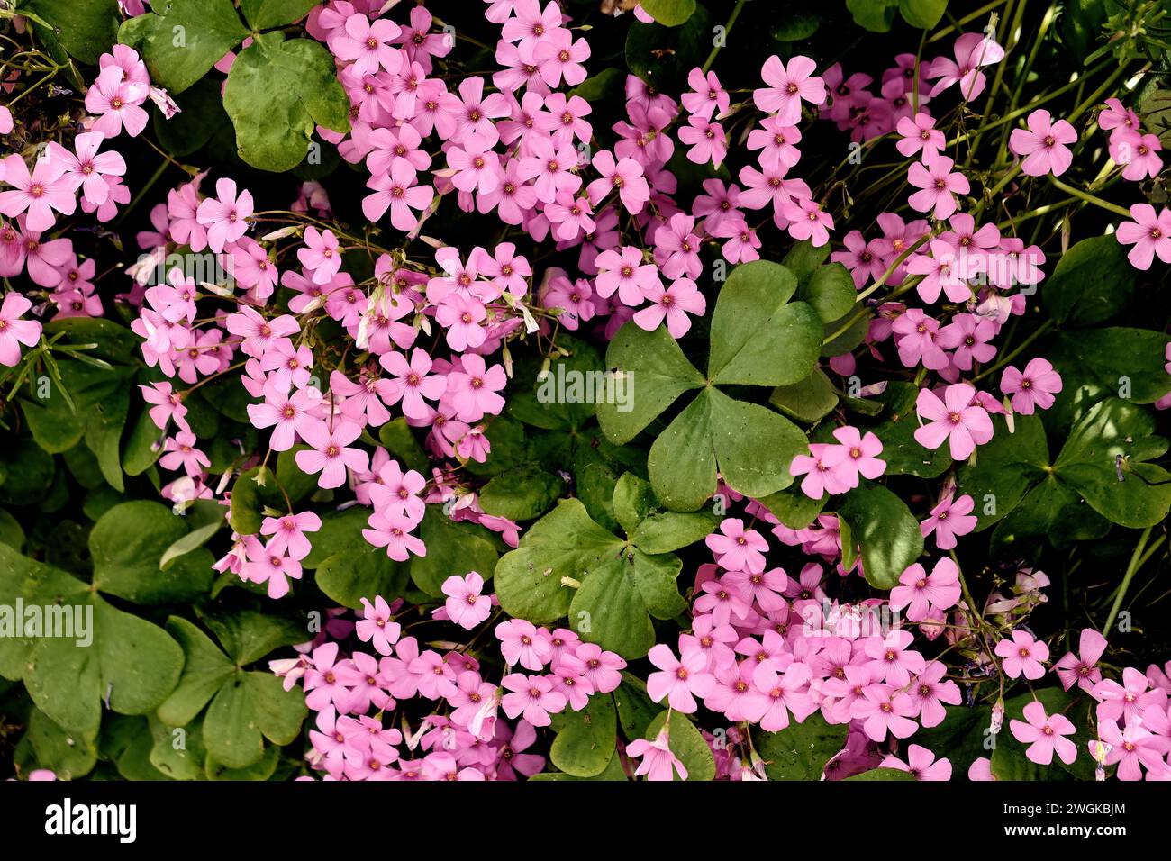 Rosmarin (Salvia rosmarinus) und Riesenklee (Trifolium, Oxalis articulata) im Innenhof eines Stadthauses. Detailplan. Stockfoto