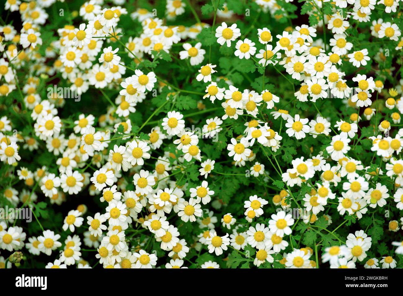 Hintergrundfoto einer Nahaufnahme eines Blumengartens, in dem Kamillenblüten blühen Stockfoto