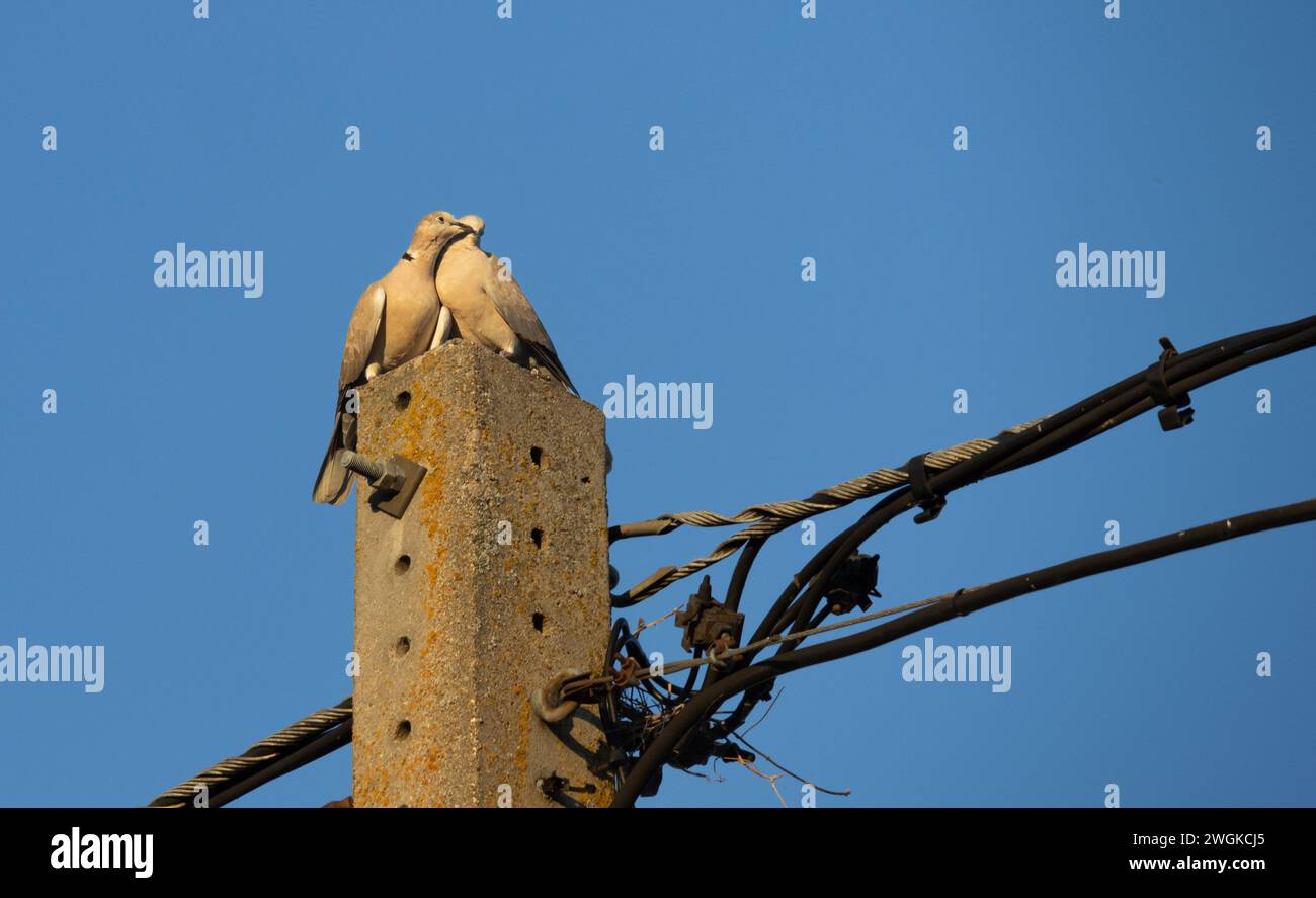 Amor en esta pareja de palomas en un poste eléctrico, con el cielo azul de fondo. Stockfoto