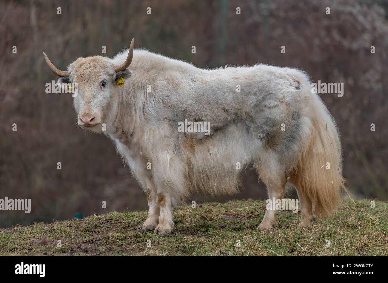 Weiße asiatische Kuh mit langem Horn und Haaren auf trockenem Gras an kalten Wintertagen Stockfoto