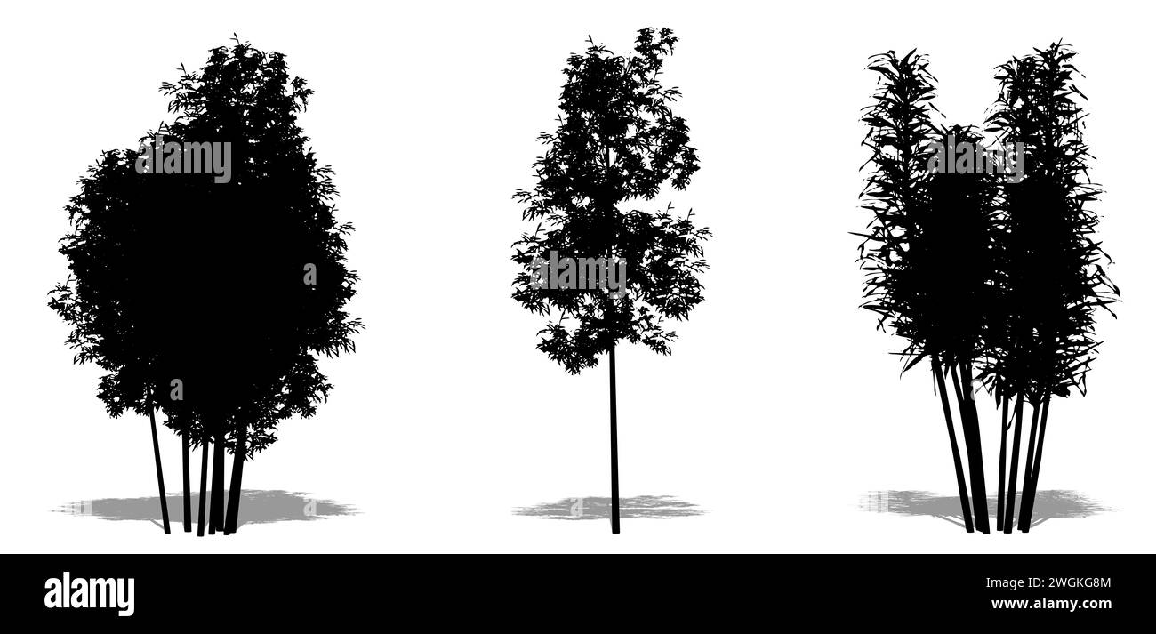 Set oder Sammlung von Bambusbäumen als schwarze Silhouette auf weißem Hintergrund. Konzept oder konzeptionelle 3D-Illustration für Natur, Planet, Ökologie und Kontra Stockfoto