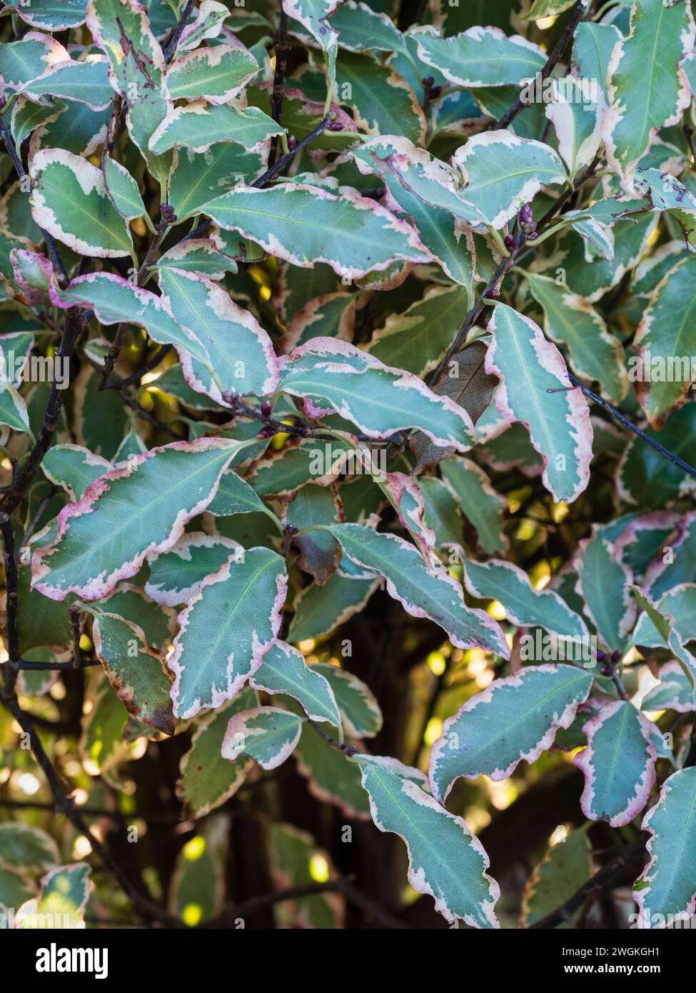 Pinkfarbene und cremefarbene Laubränder des halbharten immergrünen Strauchs Pittosporum tenuifolium „Elizabeth“ Stockfoto