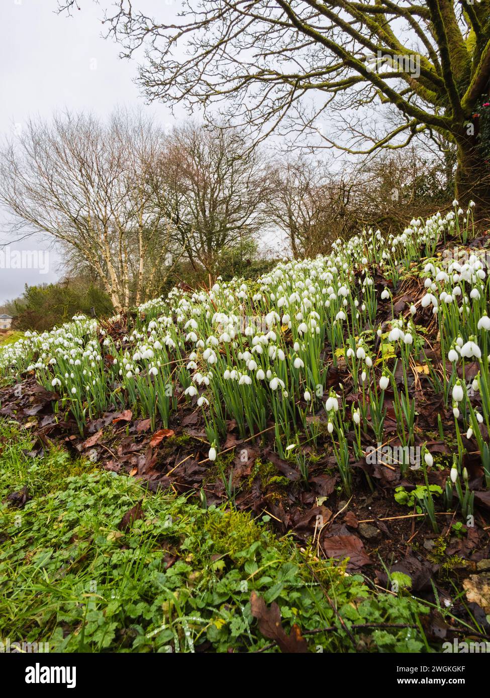 Massenhafte Ausstellungen der winterblühenden Schneeglöckchen, Galanthus elwesii 'S Arnott' im Garden House, Buckland Monachorum, Devon, Großbritannien Stockfoto