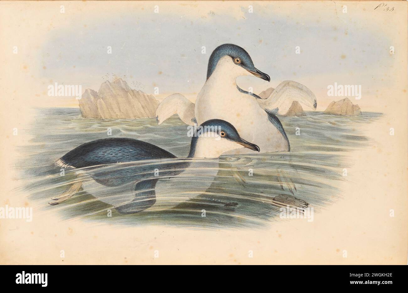 Spheniscus undina, Feenpinguin. Platte aus dem Buch Birds of Australia von John Gould, mit Illustration seiner Frau Elizabeth Gould, und von ihren Zeichnungen nach ihrem Tod. Veröffentlicht in acht Bänden (einschließlich Ergänzungen) von 1840 bis 1869 Stockfoto