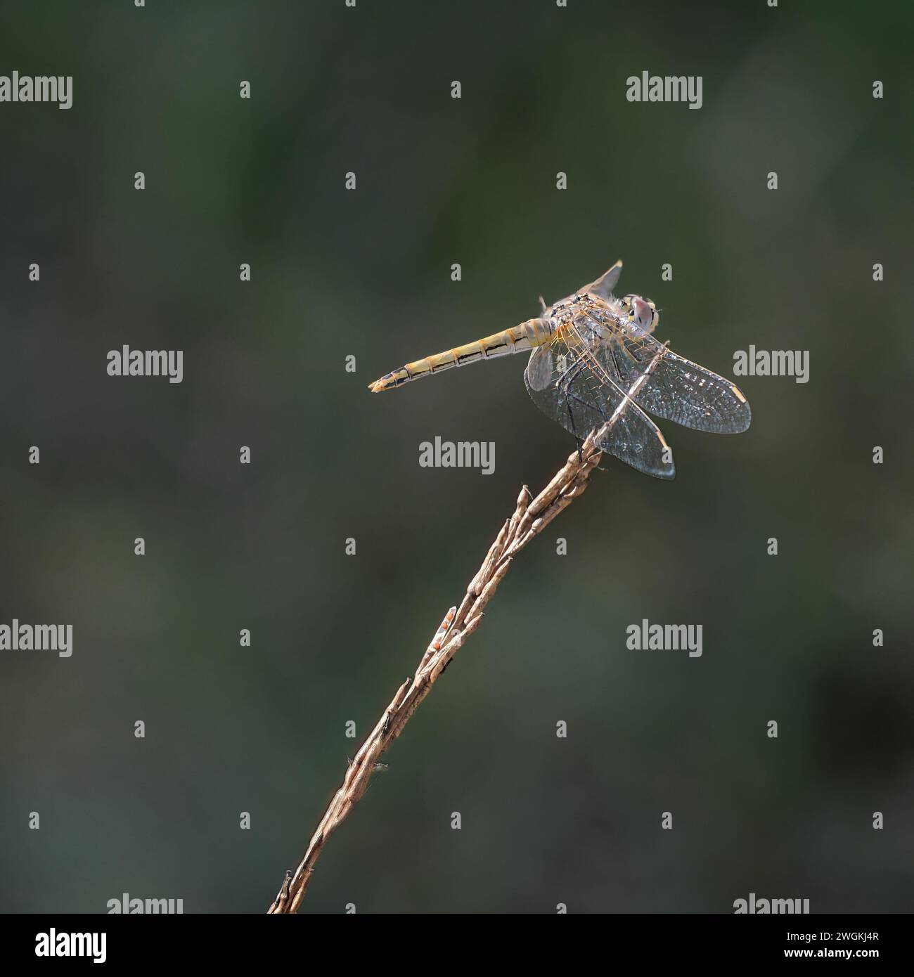 UMA libélula pousada em uma folha de Grama Stockfoto