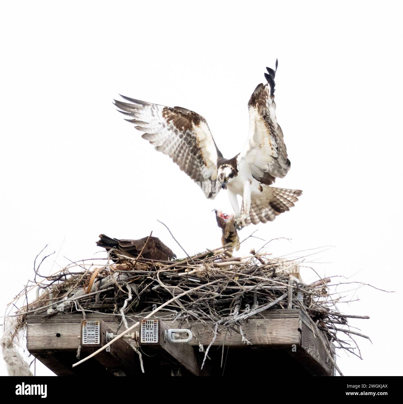Osprey männlich bringt Plastiktüte zu Frau im Nest Stockfoto